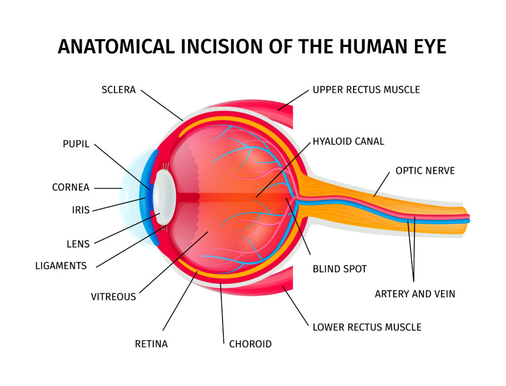 queratocono. ilustración del ojo humano corte transversal